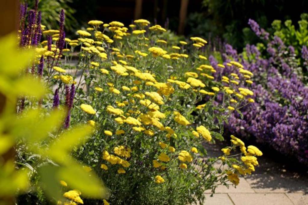 vaste planten arnhem