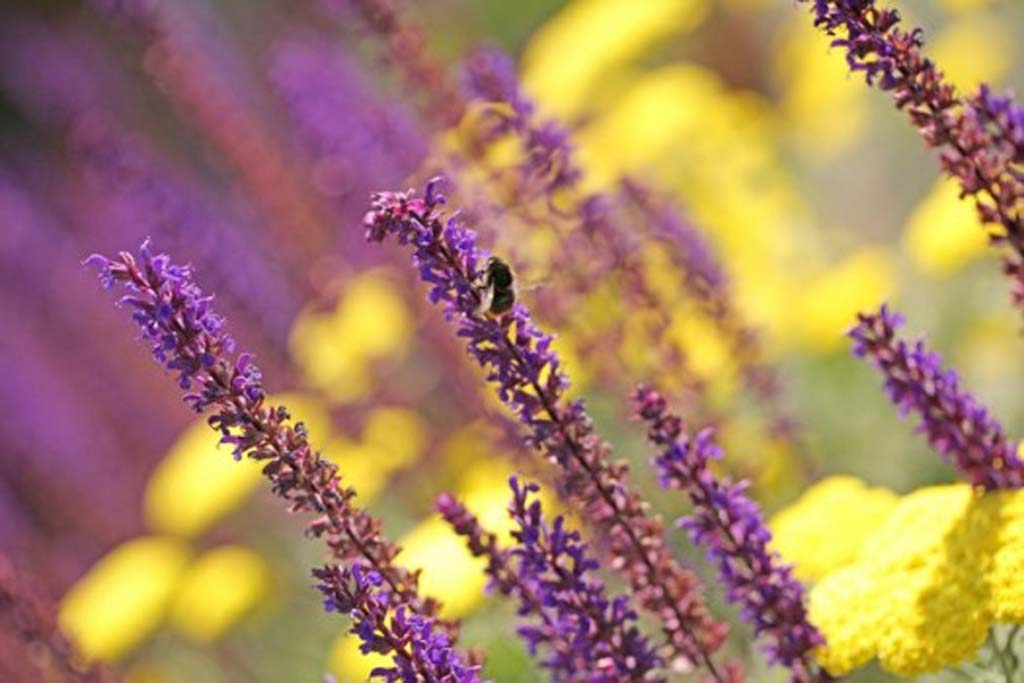 vaste planten oosterbeek