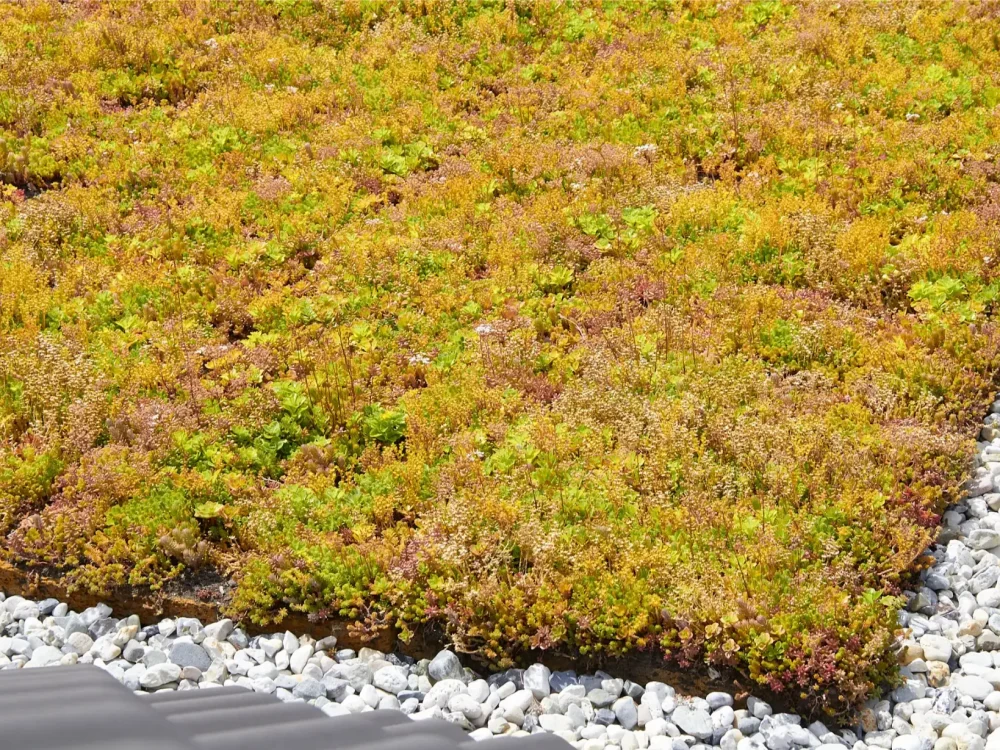 Meijel_Groene_Vingers_270722_0964 (1)